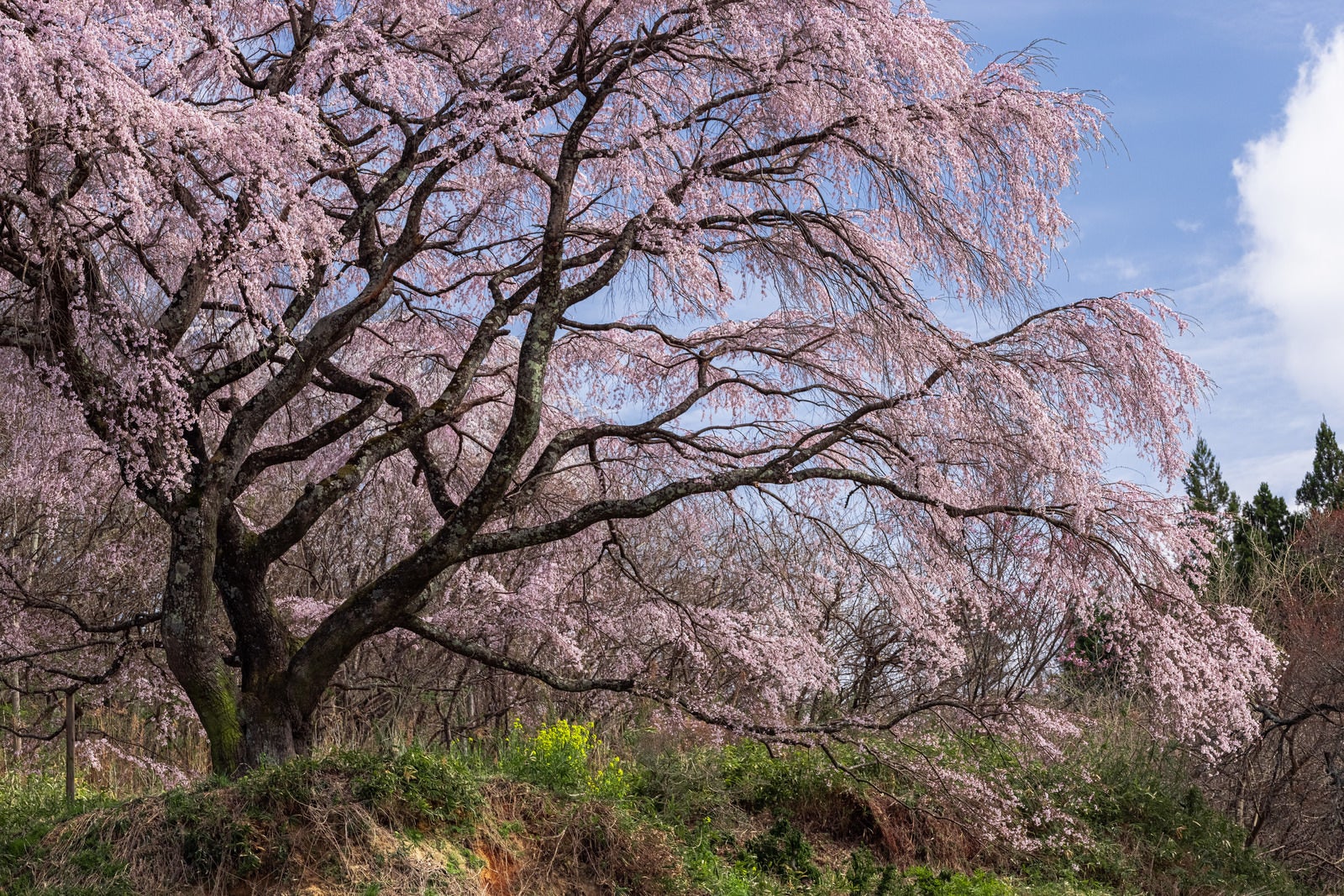 「満開桜の枝ぶり（表の桜）」の写真