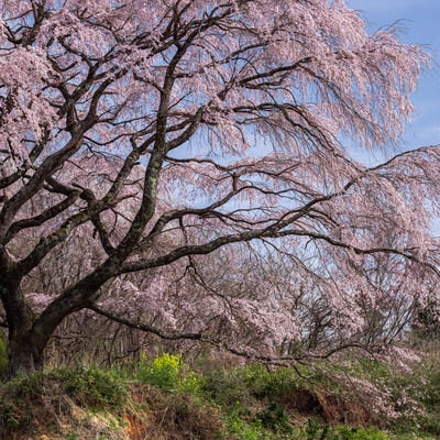 満開桜の枝ぶり（表の桜）の写真