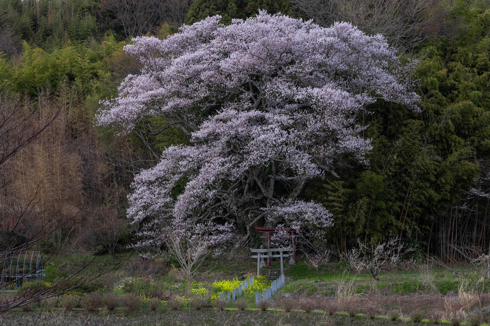 「満開の子授け櫻と竹林」の写真