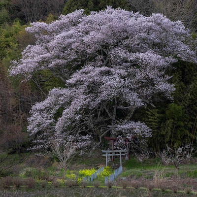 満開の子授け櫻と竹林の写真