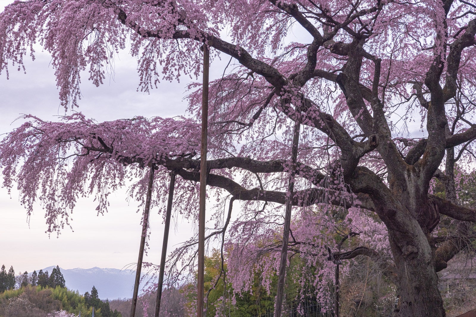「樹齢約400年の紅枝垂地蔵桜を支える支柱」の写真