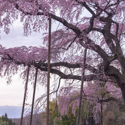 樹齢約400年の紅枝垂地蔵桜を支える支柱の写真