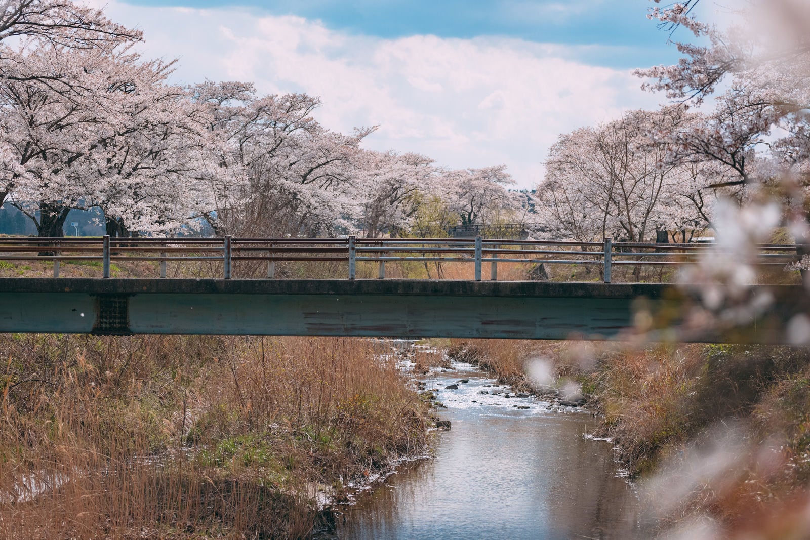 「笹原川に架かる橋と千本桜」の写真