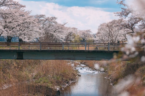 笹原川に架かる橋と千本桜の写真