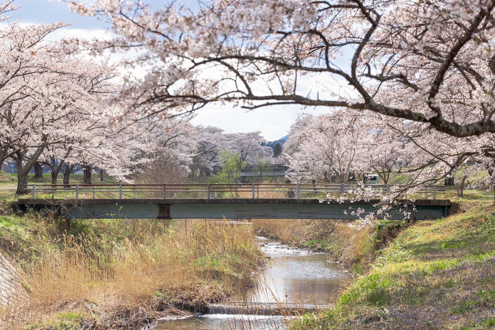 笹原川に架かる木製の橋と、淡いピンク白色の花が満開の桜並木