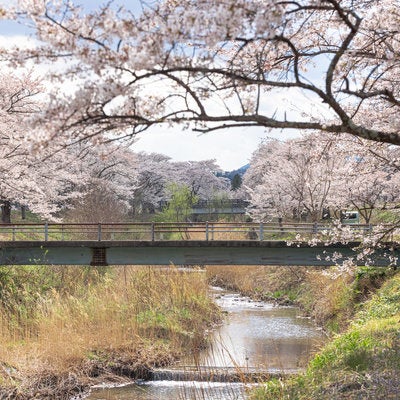 笹原川に架かる橋と千本桜の満開風景の写真