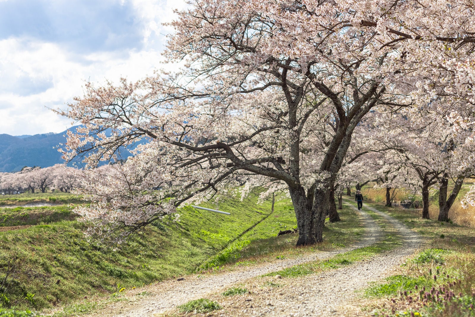「笹原川の千本桜に進む道」の写真