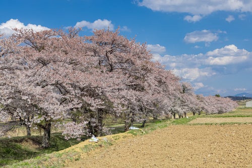 田んぼ沿いの桜並木（笹原川千本桜）の写真