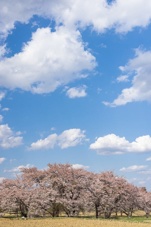 空に浮かぶ雲と笹原川の千本桜の写真