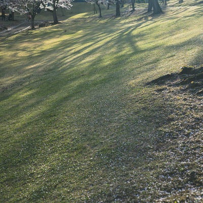 逢瀬公園に伸びる桜の影の写真
