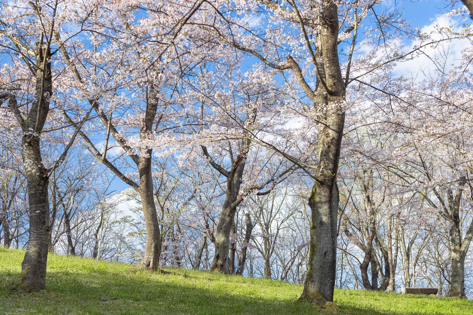 「郡山市にある逢瀬公園の桜」の写真