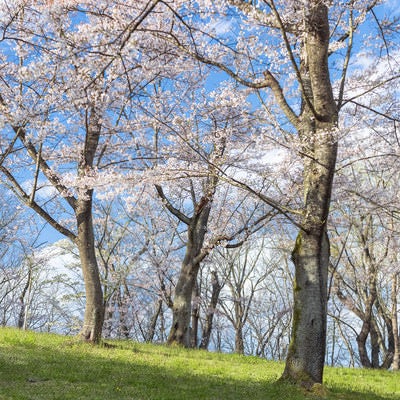 郡山市にある逢瀬公園の桜の写真