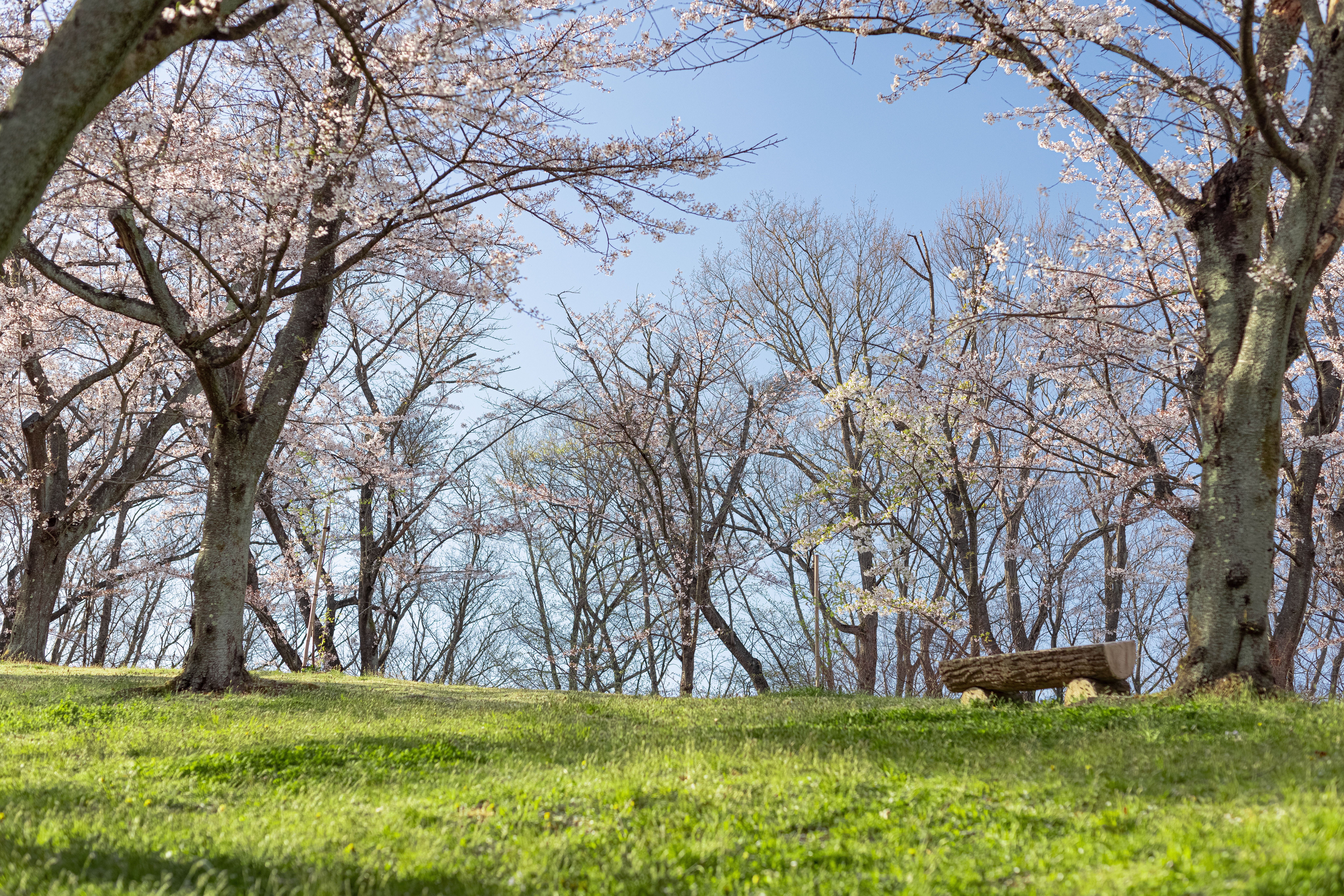 満開の桜の下にある木のベンチ（逢瀬公園）の無料の写真素材 - ID