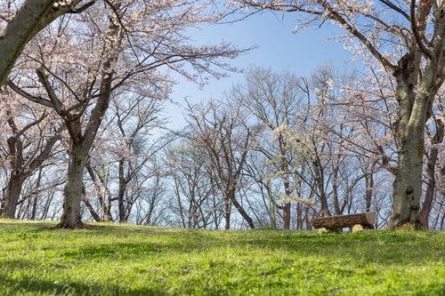 満開の桜の下にある木のベンチ（逢瀬公園）の写真