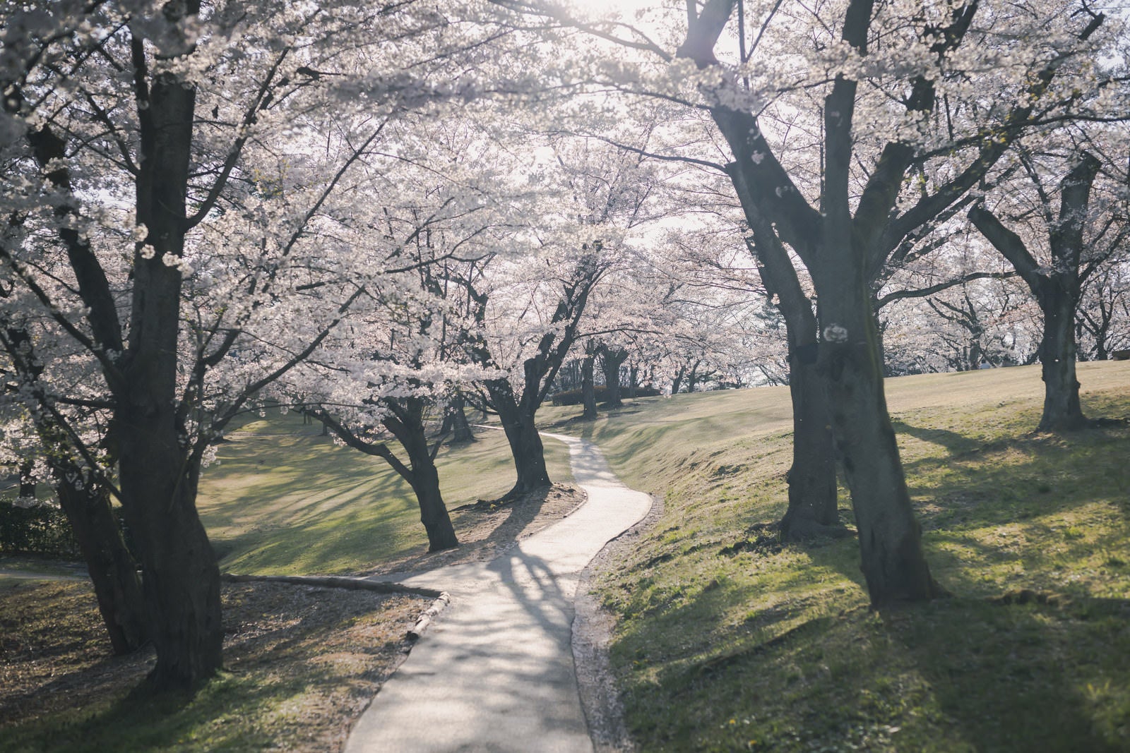 「満開の桜を見るコース（逢瀬公園）」の写真