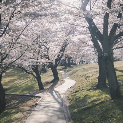 満開の桜を見るコース（逢瀬公園）の写真