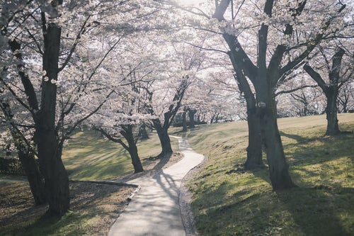 満開の桜を見るコース（逢瀬公園）の写真