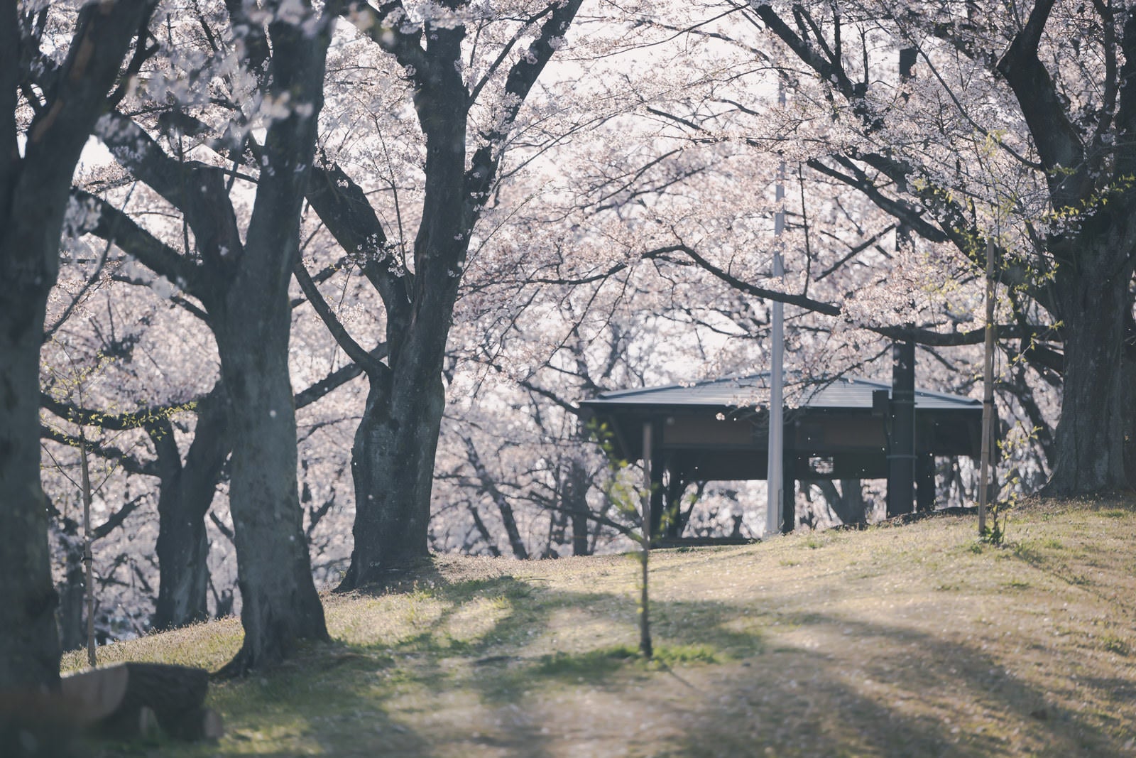 「逢瀬公園に散る桜」の写真