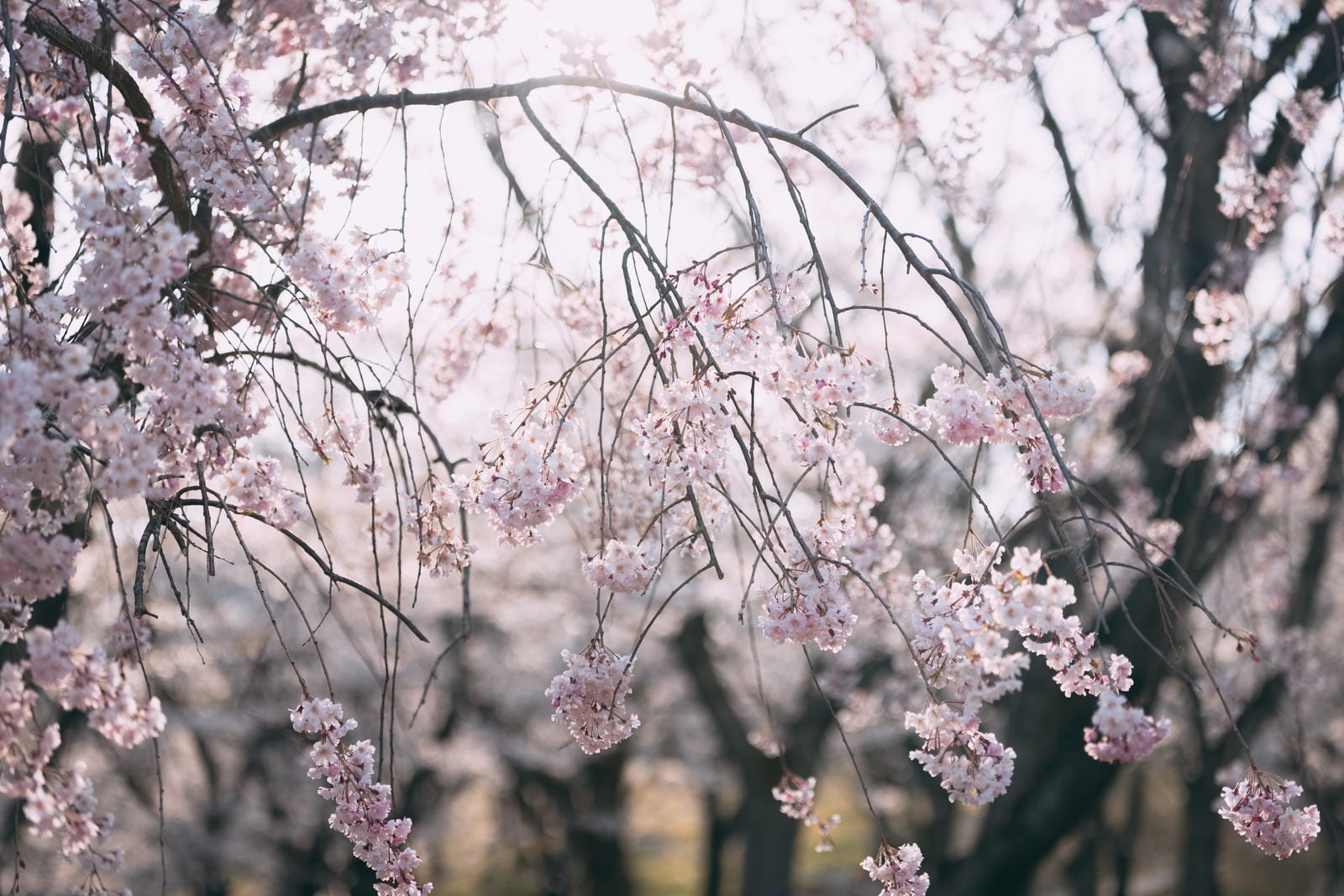 「光を浴びる逢瀬公園の桜」の写真