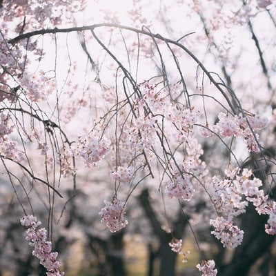 光を浴びる逢瀬公園の桜の写真