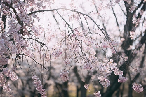 光を浴びる逢瀬公園の桜の写真