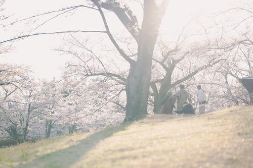 逢瀬公園の桜の花見の写真