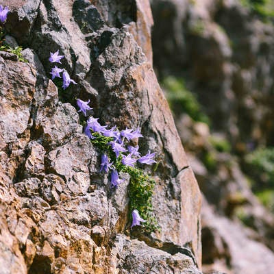 岩場に咲くイワギキョウの写真