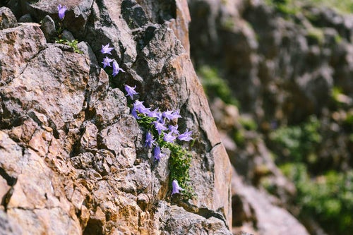 岩場に咲くイワギキョウの写真