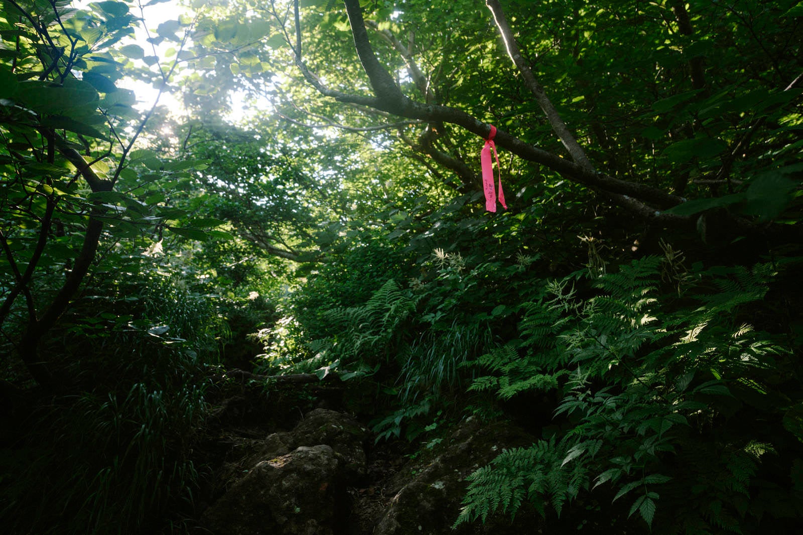 「森の中のピンテ（観光協会）」の写真