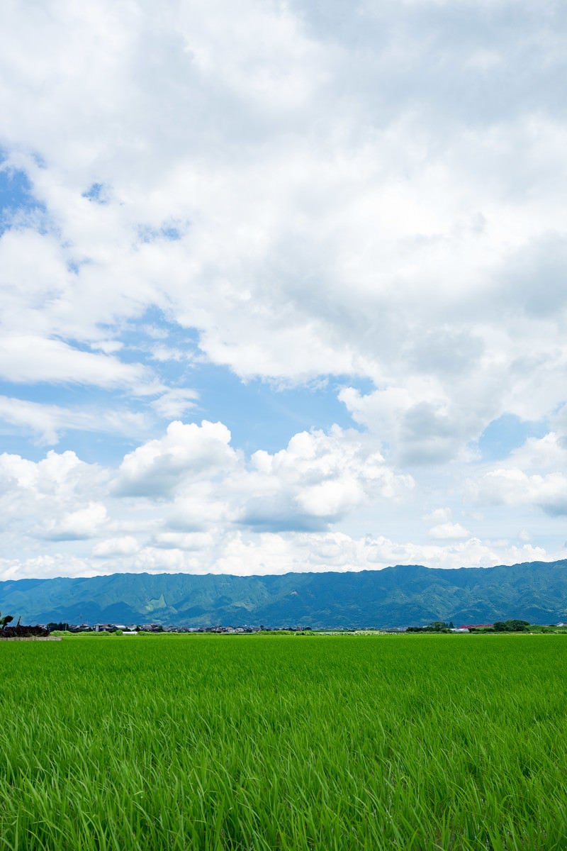 「初夏の大刀洗の田畑」の写真
