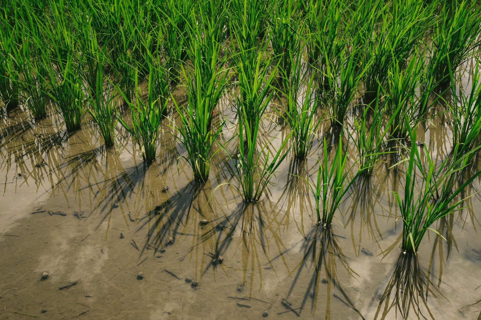 「田植え後の稲」の写真