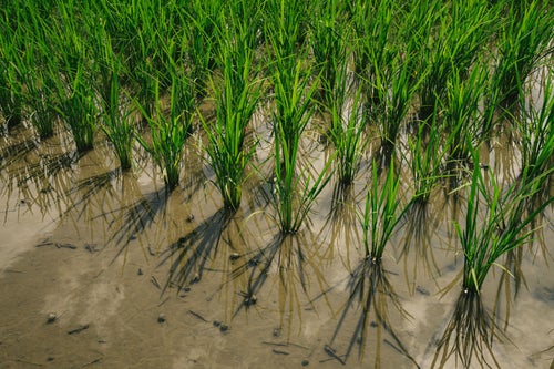 田植え後の稲の写真