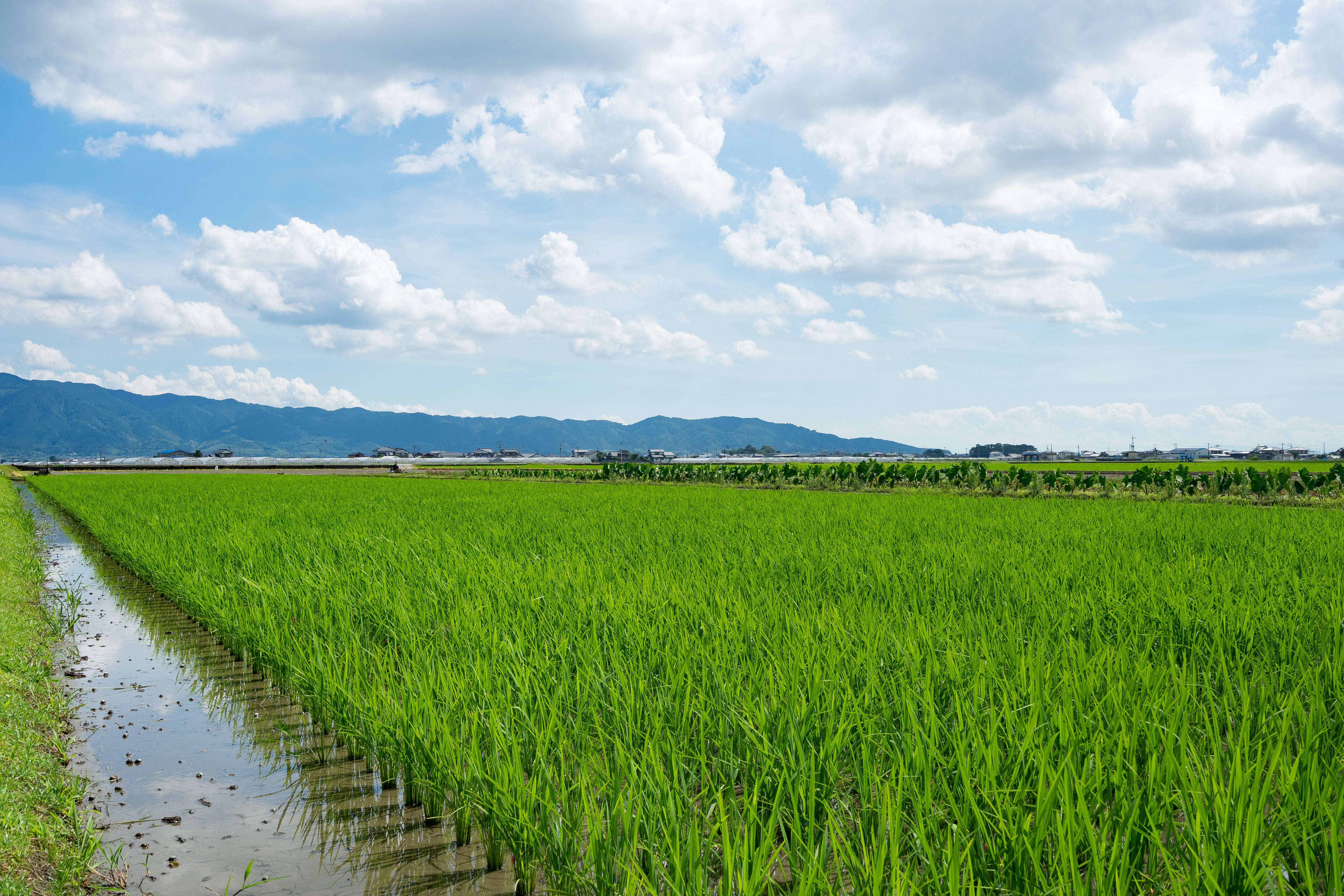 福岡県大刀洗町に広がる緑の田んぼと水路の田園風景の無料の写真素材