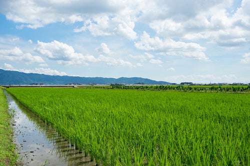 広がる田畑（福岡県大刀洗町）の写真