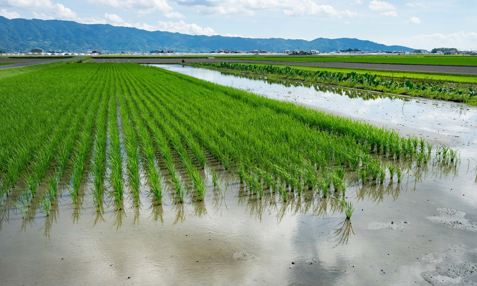 「稲が植えられた田んぼ」の写真