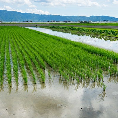 稲が植えられた田んぼの写真