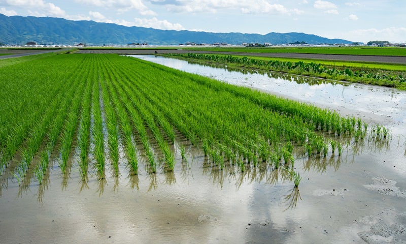 稲が植えられた田んぼの写真