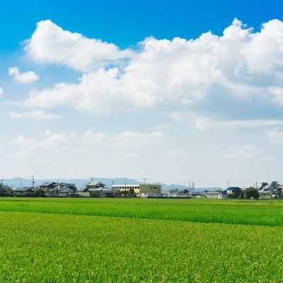 田んぼと住宅街の写真