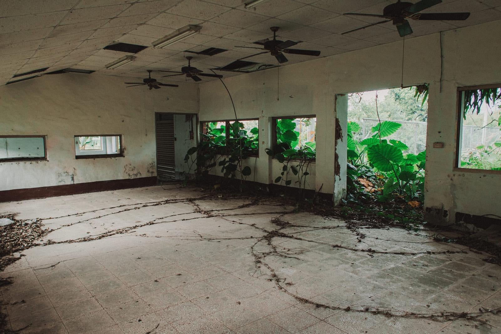 蔓や植物が入り込み床を覆う、天井にシーリングファンが残る廃屋の室内
