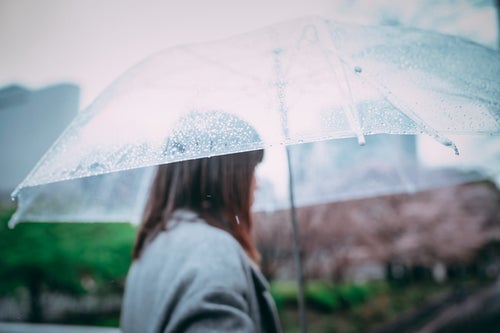 ビニール傘に付く雨粒の写真