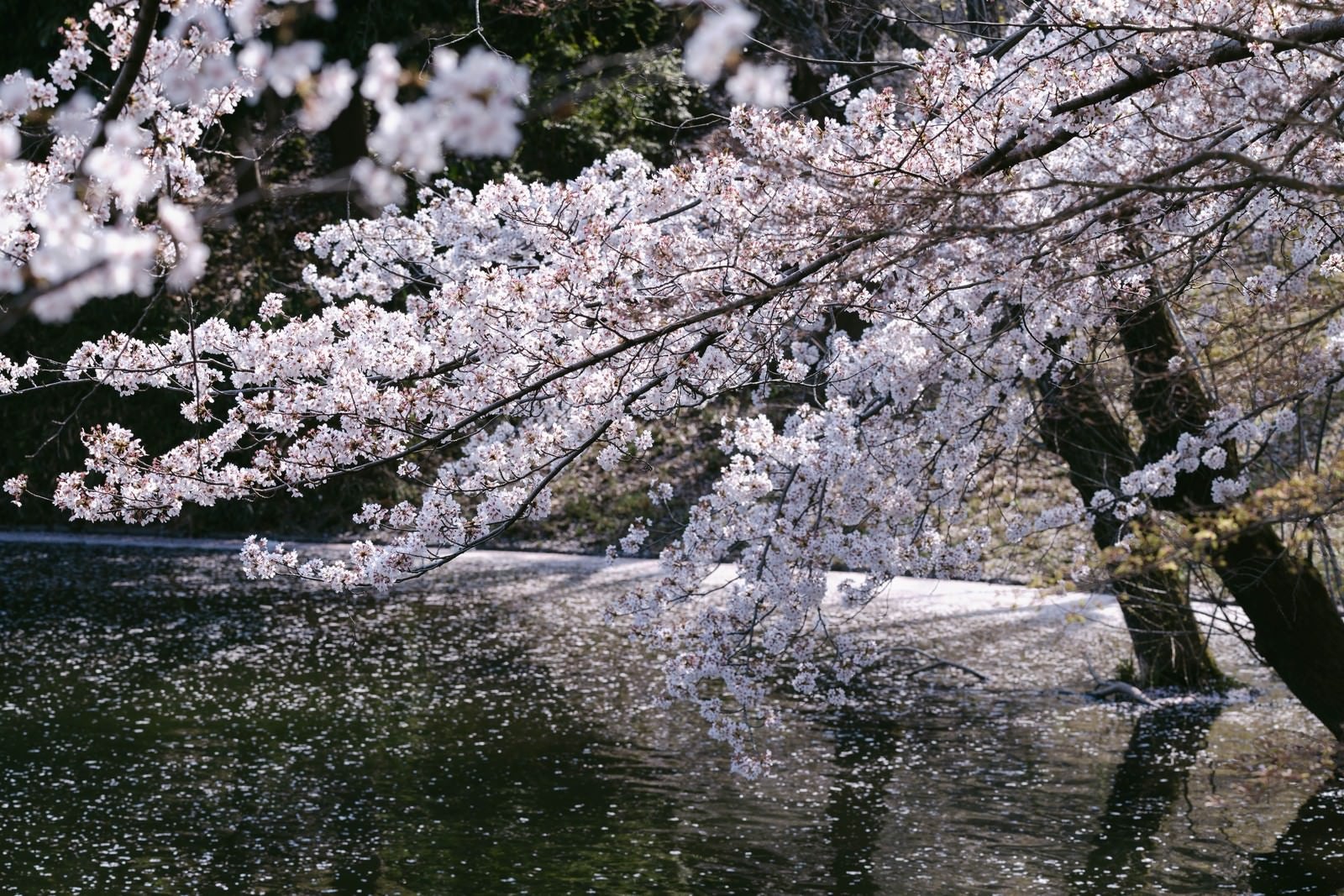 「川越の桜」の写真