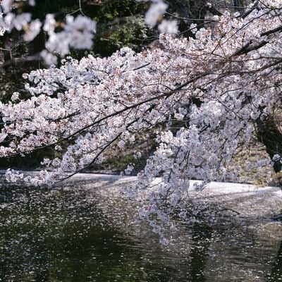 川越の桜の写真