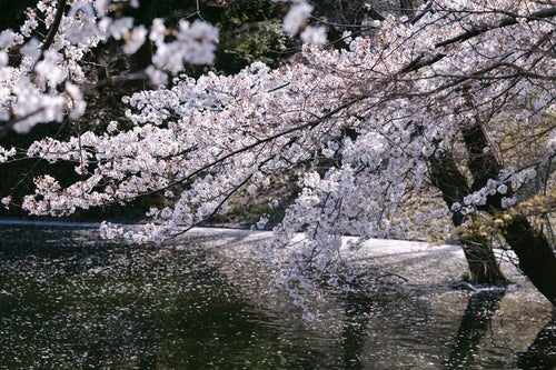 川越の桜の写真