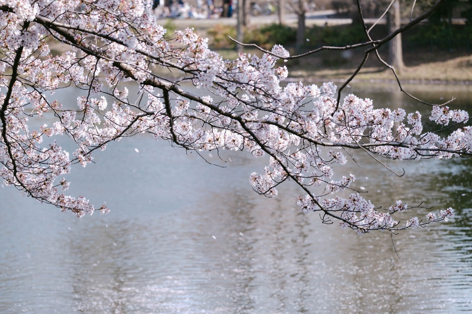「春風と川越の桜」の写真