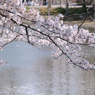 春風と川越の桜の写真