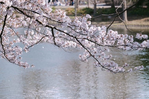 春風と川越の桜の写真