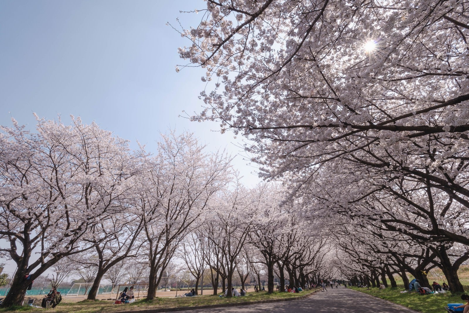 「桜並木と花見を楽しむ人たち」の写真