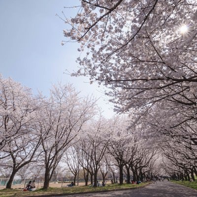桜並木と花見を楽しむ人たちの写真