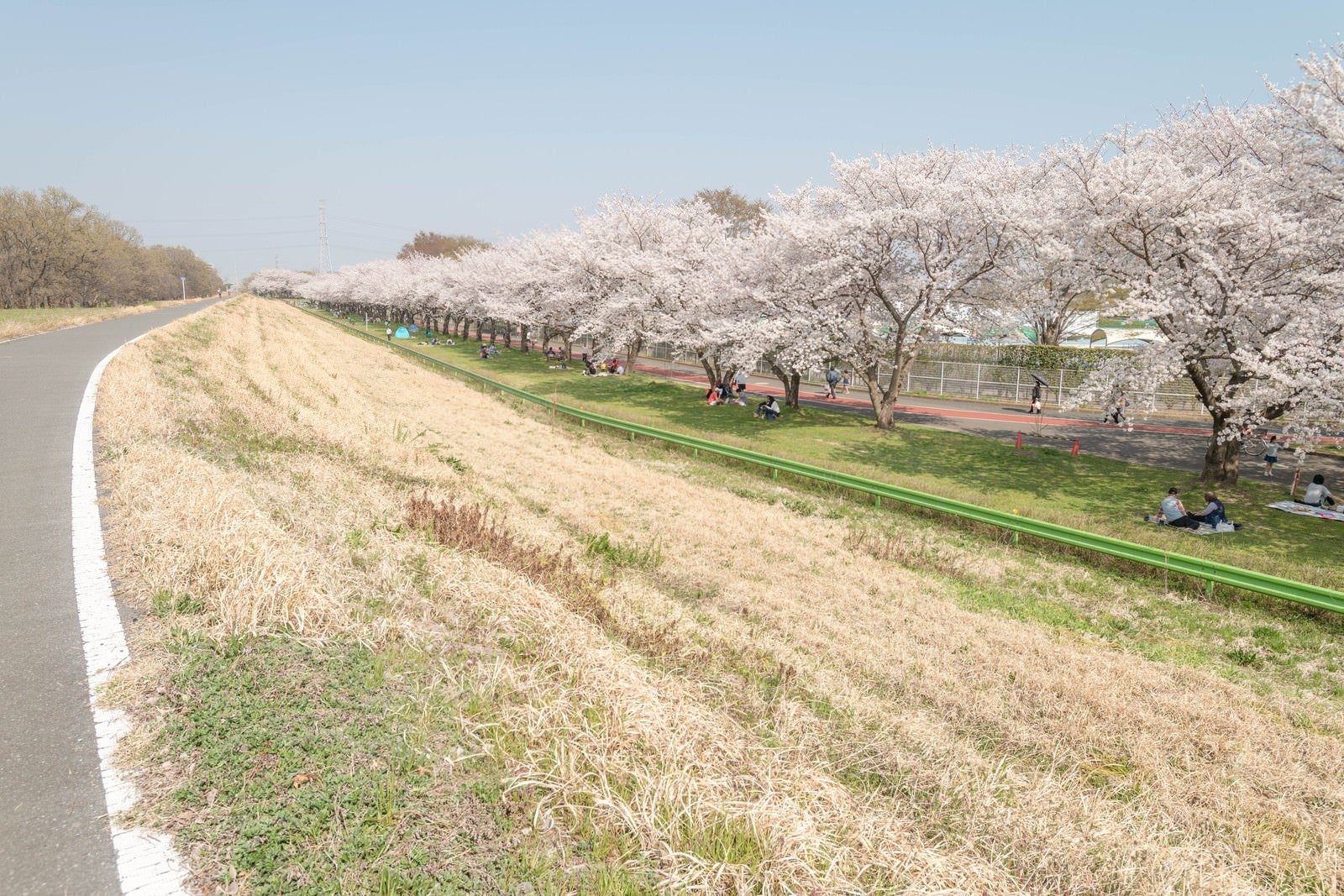 「桜並木と花見人」の写真