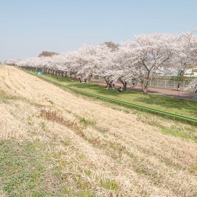 桜並木と花見人の写真